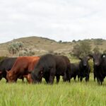 Gira Angus desembarca en Rocha, en establecimientos que difieren en suelo, área, fines y sistemas