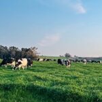 Quintans: “no es primavera en el calendario, pero diría que sí a nivel de tambos”
