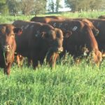 La Empastada cierra la zafra ofreciendo 50 toros red angus
