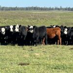 Bonner: el remate 302 de Pantalla Uruguay, con la inclusión de La Consignataria al consorcio