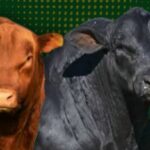 Remate La Revancha ofrece 50 toros brangus y angus, y 300 vientres seleccionados