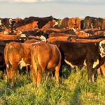 Senattore: la vacuna no es la única herramienta, “pero puede darnos una mano muy grande”