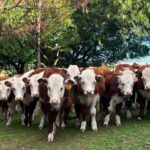 Andrés Martínez Tartaglia: las dinámicas y los valores de los mercados ganadero y de inmuebles