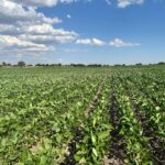 Alexis González: tras cultivos de invierno sin margen, los de verano afrontan la falta de agua