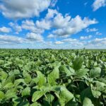 Ferreira: “resultado excelente” de la garantía de arrendamiento, una herramienta que se mejora