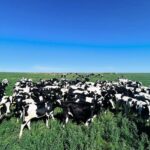 “Muy buenos resultados” del programa de Conaprole para reducir presencia de cloratos en leche