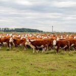 Aparicio Coito: “creo que estamos logrando un piso en el mercado ganadero”