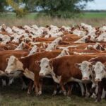 Rubio: remate de Pantalla Uruguay “con flechas para arriba en la mayoría de las categorías“