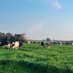 Quintans: tras “un año bueno para la lechería”, los desafíos del 2026