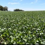 Alexis González: “dos agüitas que realmente vinieron muy bien para los cultivos”