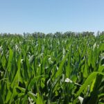 Santoro: el impacto de las recientes lluvias, y las razones por las que el maíz desplazó al sorgo