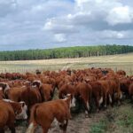 Pablo Sánchez: muy poca oferta frente a una demanda activa