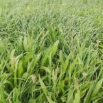 PGG Wrightson Seeds presentará seis nuevos productos en Agro en Punta 2026