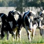 Zavala: el “gusto a poco” de la misión a China, los valores «inesperados», y «el tiro en el pie» de las medidas sindicales que afectan a Conaprole