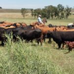 Salines: en un momento en que cuesta bastante la reposición, hay quienes retienen ganado gordo