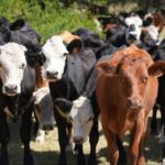 Martín Lorier: “mucha puja y valores espectaculares”