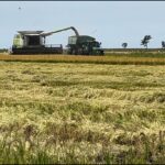 Jornada de arroz en INIA Paso de la Laguna