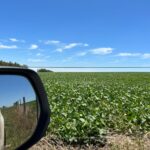 Alcorta: la situación de los cultivos de verano, y la preparación para la cosecha de girasol