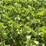 ADP Visión 2026: investigación, genética y manejo en un año desafiante