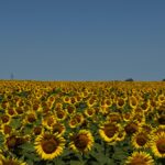 Harwitch: incluso afectado por déficit hídrico, el girasol está mostrando rendimientos de resultados positivos