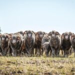 200 hembras y 55 carneros y borregos en 21ª edición del remate anual de Los Manantiales
