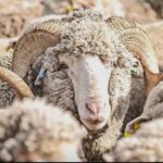 Día del Merino Australiano, “una jornada para que los socios sientan como propia”, dijo Fernando Dutra