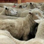 Jorge Bonino: “tenemos que aumentar la oferta para aumentar los ingresos”