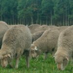 La Empastada subastará 60 carneros merino dohne superfinos el 14 de febrero