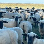 Grupo Patagonia Meat faena en Uruguay, comprando corderos y borregos al contado