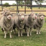 La Empastada ofrece en Parada Fariña 250 merino y merino dohne fino y superfino