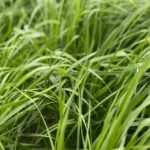 Charlas Forrajeras 2026 en Artigas y Salto; «La diferencia se siembra hoy”