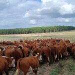 Pagés Mañay: en 45 minutos vendió 600 vacunos