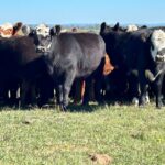 De la Peña: Pantalla Uruguay subasta 13.409 vacunos en un contexto de “excelentes valores”