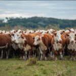 Feria de Carlos Bachino en Campanero: “lo que era un viejo anhelo, hoy es una realidad”