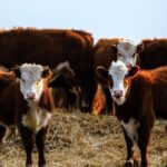 Juan Andrés Dutra: “un muy buen remate” en un contexto de “pestañeo del mercado”