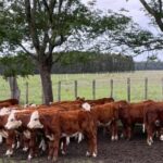 Oscar Gambetta: “mucha avidez y mucha agilidad” en remate 309 de Pantalla Uruguay