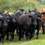 Carlos Bachino Agronegocios subastará más de 1.500 vacunos en su séptima pantalla