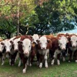 GarrApp, una plataforma para conectar productores, bañistas y veterinarios