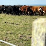 Mateu Méndez: es de esperar que el mercado se rearme en función de un nuevo equilibrio