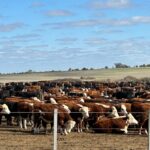 Marcel Despaux de cara al remate 320 de Plaza Rural: es de esperar que el mercado se mantenga