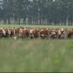 Ricardo Pigurina: Lote 21 subasta 8.800 vacunos entre miércoles 11 y jueves 12