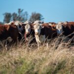 Juan Vera: los frigoríficos «intentan tomar las riendas» de los precios de las haciendas gordas