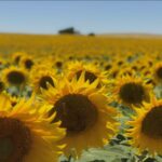 Buffa: “en condiciones de déficit hídrico, el girasol se ha comportado muy bien”