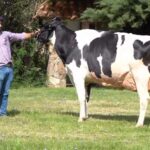 Gabriel Brun: el 5° remate anual de cabaña El Grillo ofrece 20 toros y 70 vaquillonas