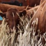 Gallinal : “Una muy linda oferta” en el remate 245 de Lote 21, en dos jornadas