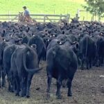 Lote 21 subasta 15.300 vacunos entre jueves y viernes