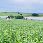 Cono Ruiz: una amplia gama de herramientas crediticias de Proleco para los productores