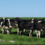 Noveno remate de San Marcos ofrece 150 vaquillonas holando paridas y próximas