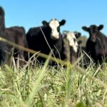 San Gabriel Negocios Rurales subasta vacunos, lanares y yeguarizos el martes 7 a la hora 15.00