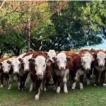Parada del ternero, un clásico en el norte